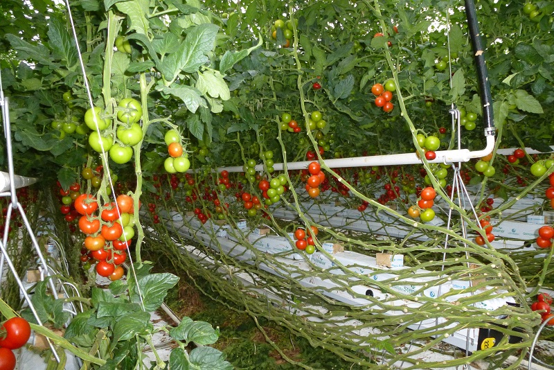 Ein Tomatenbeet mit reifen und unreifen Tomaten.